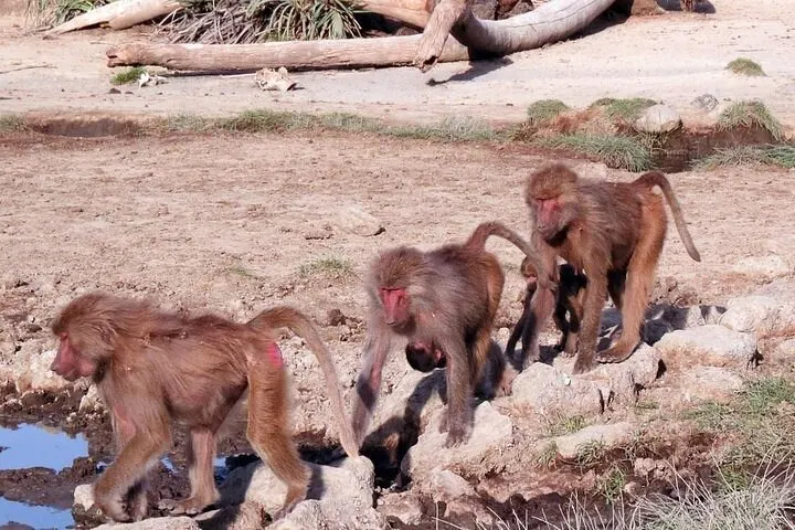 8-day Ethiopia Bale Mountains holiday focus across Simien Mountains National Park On Ethiopia Safaris