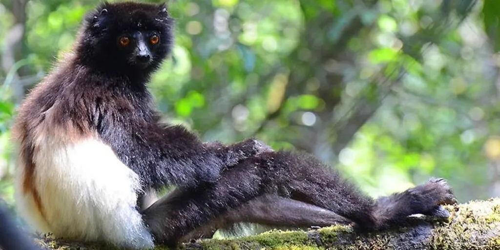 8-day Madagascar Tour safaris  Antananarivo safari in Avenue of the Baobabs