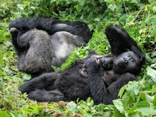 6-day Kahuzi-Biega holidays focus across  Virunga National Park On Dr Congo Safari