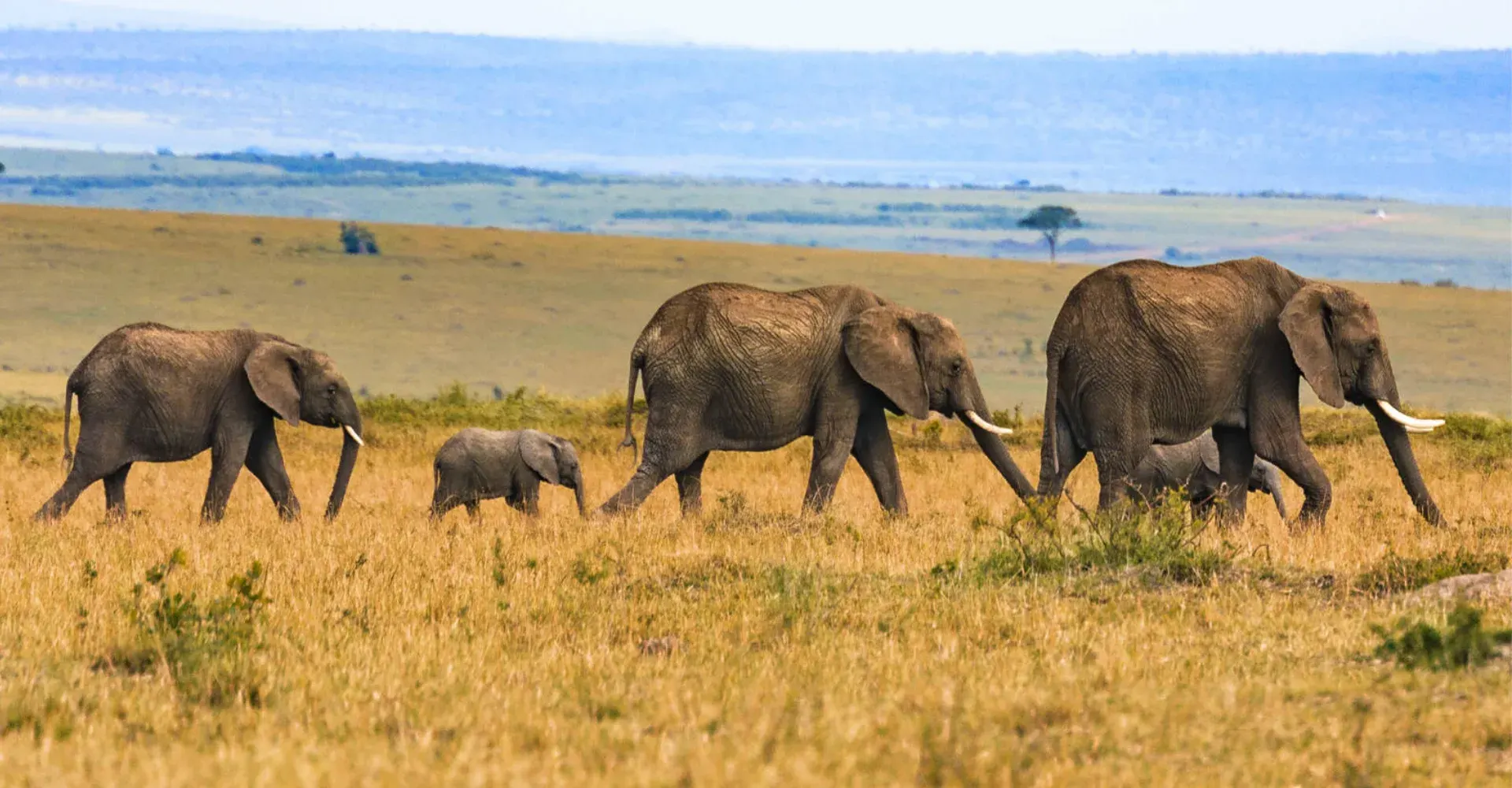 7-day Zambia Safari North Luangwa prices in South Luangwa National Park