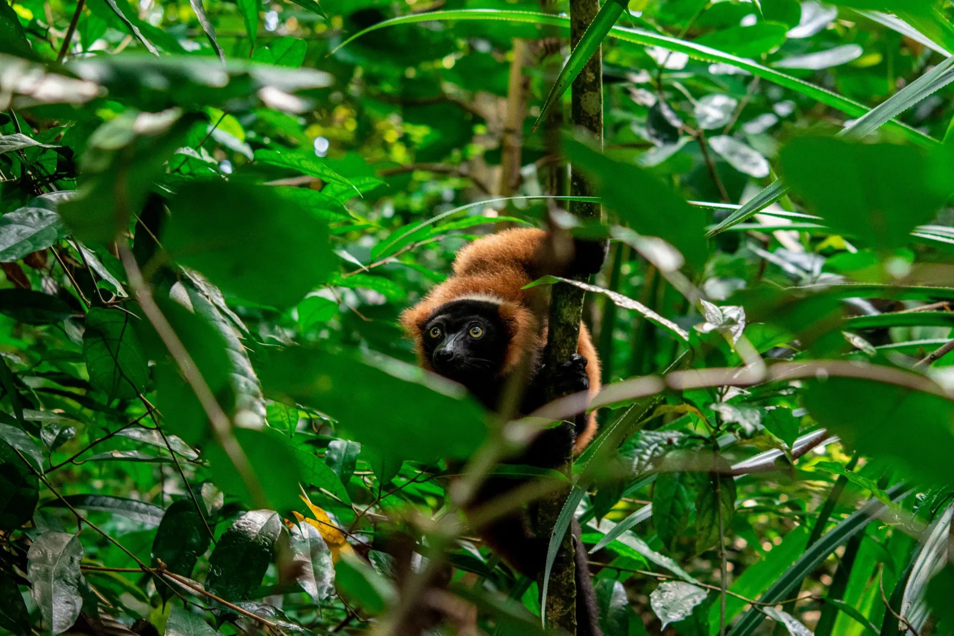 6-day Madagascar Morondava package On Best Madagascar Safari Tours in Andasibe-Mantadia