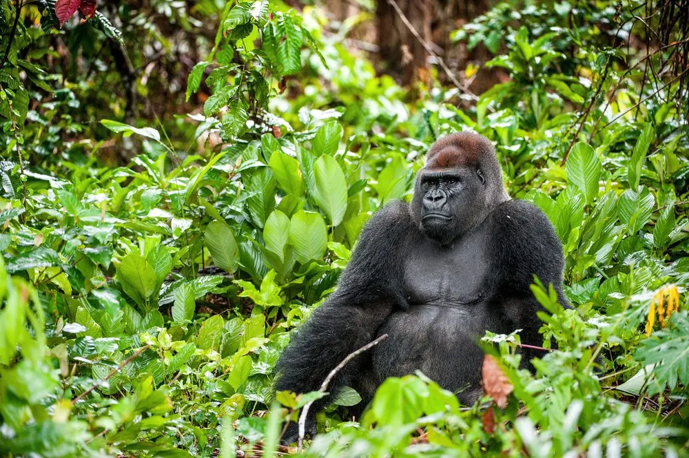 10-day Democratic Republic of Congo safari focus across Nyiragongo volcano zone
