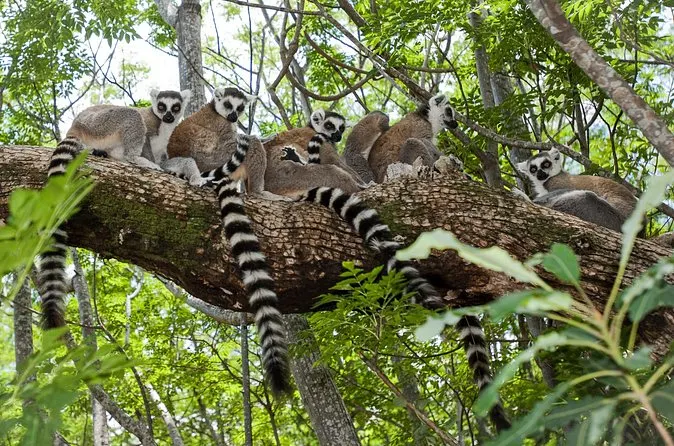 7-day Madagascar safaris and Nosy Be Tours focus across Isalo National Park