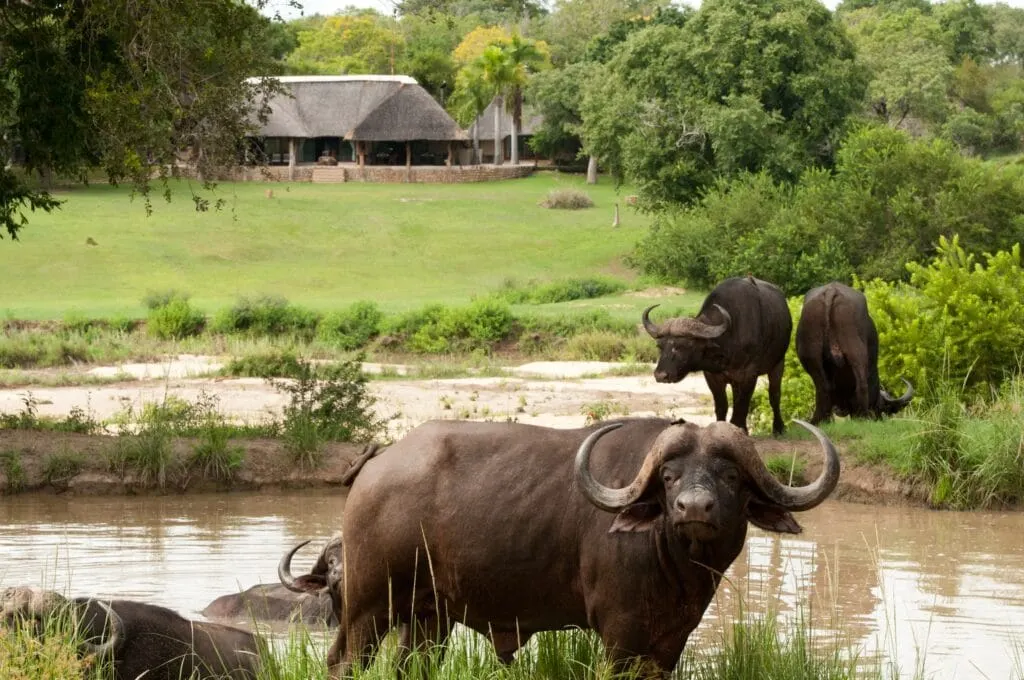 9-day Sabi Sand price focus across  Pilanesberg National Park On Tour Safari South Africa