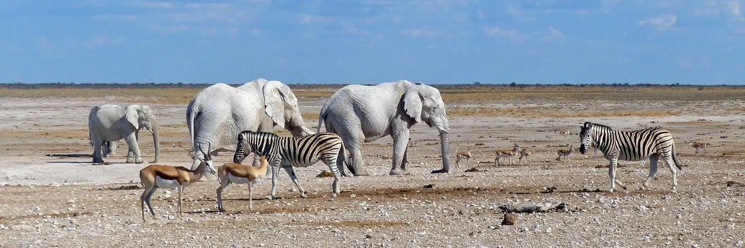 8-day Namibia Safari  night drive Swakopmund in Damaraland