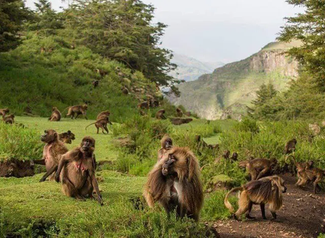 8-day Bale Mountains tours focus across Bale Mountains National Park On Safari Ethiopia