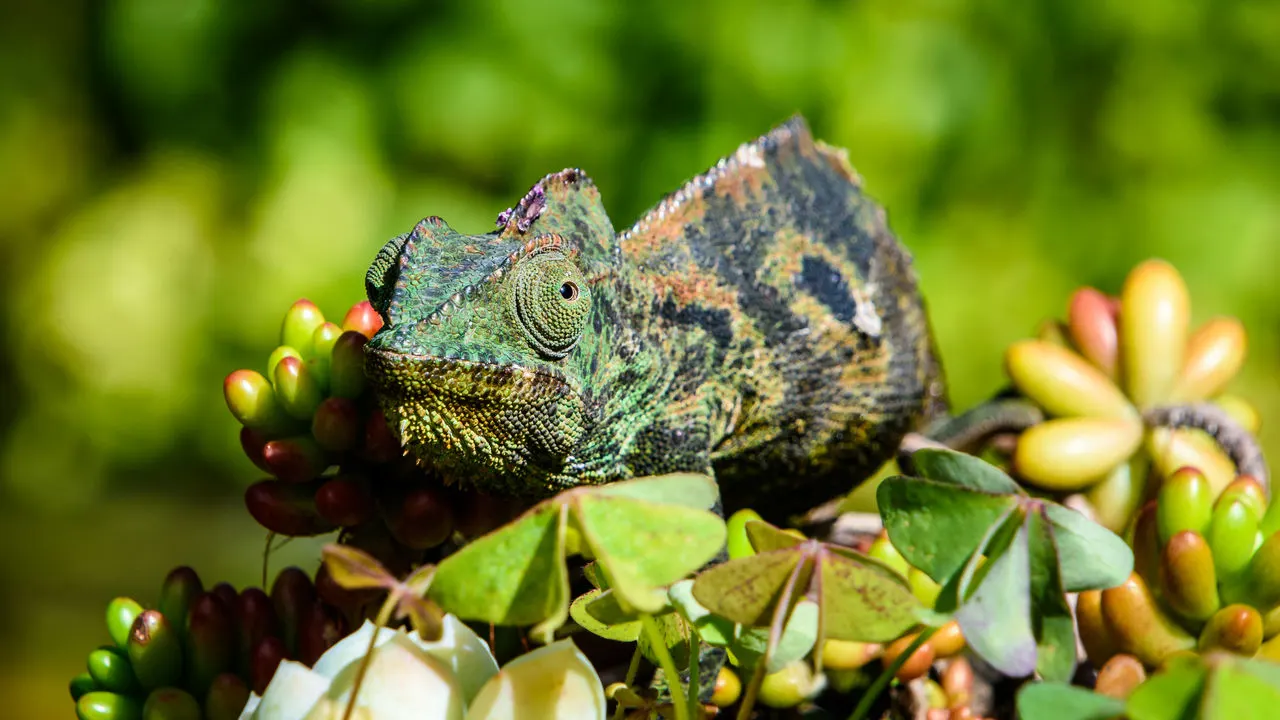 6-day Isalo canoe safari focus across Madagascar Safari Tour  in Ranomafana National Park