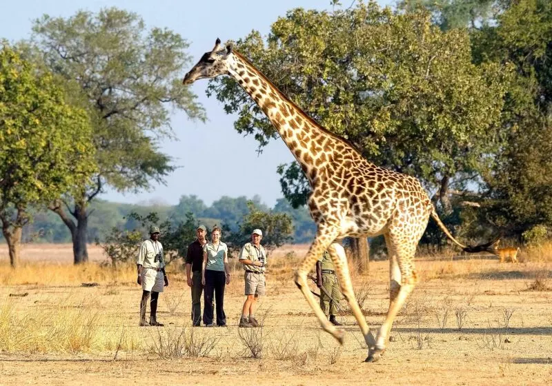 10-day Zambia Safari Lusaka trips focus across South Luangwa National Park