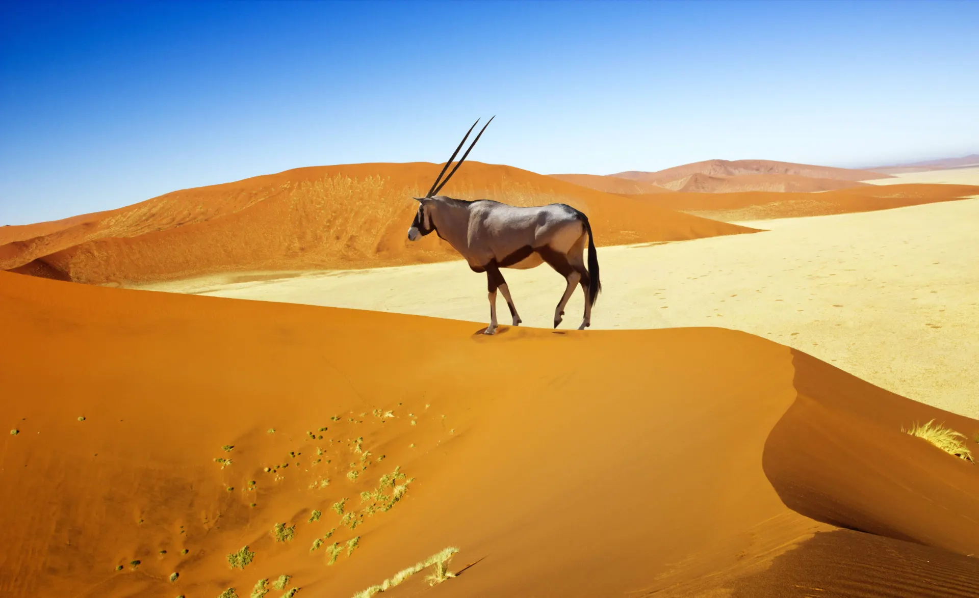 10-day Namib Desert cost in Damaraland On Namibia Tour Safaris