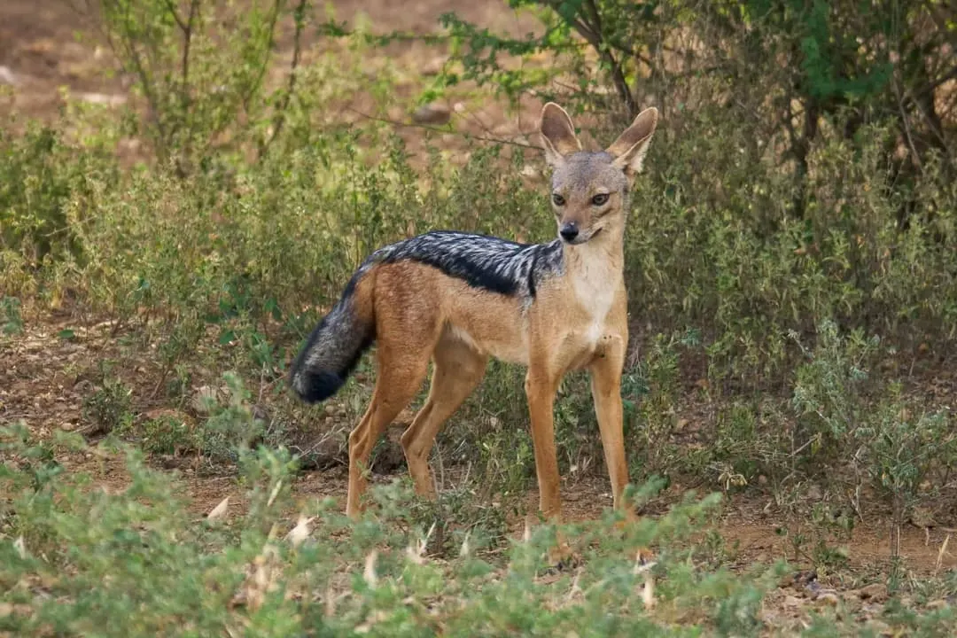 10-day  Ethiopia safari Harar Ethiopia in Bale Mountains National Park