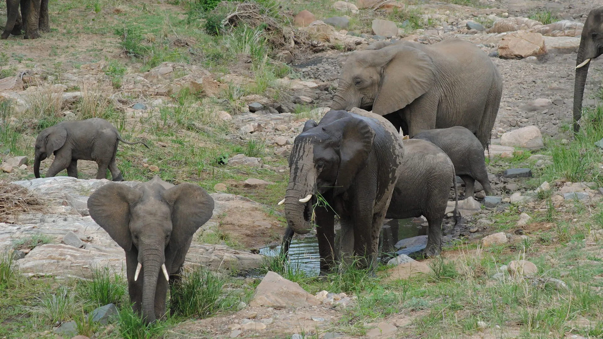 10-day  wildlife safari Mozambique Gorongosa National Park
