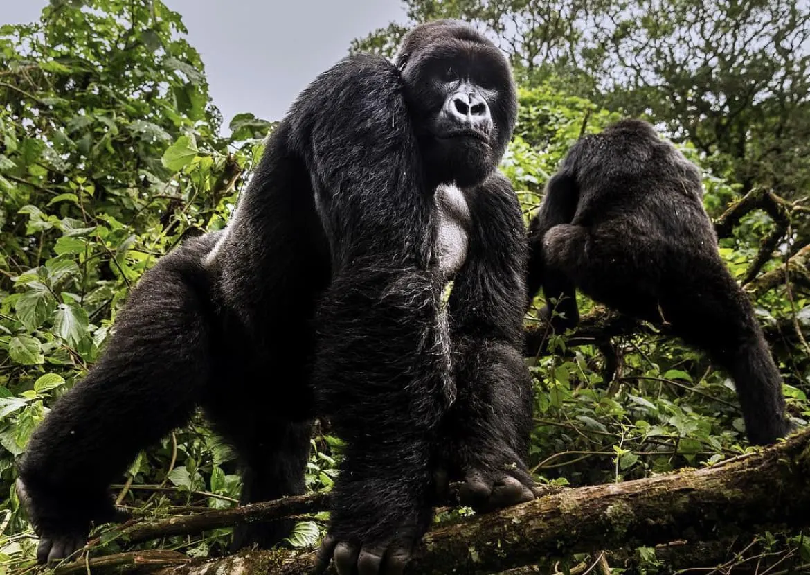 6-day beach and safari Goma DR Congo focus across  Virunga National Park