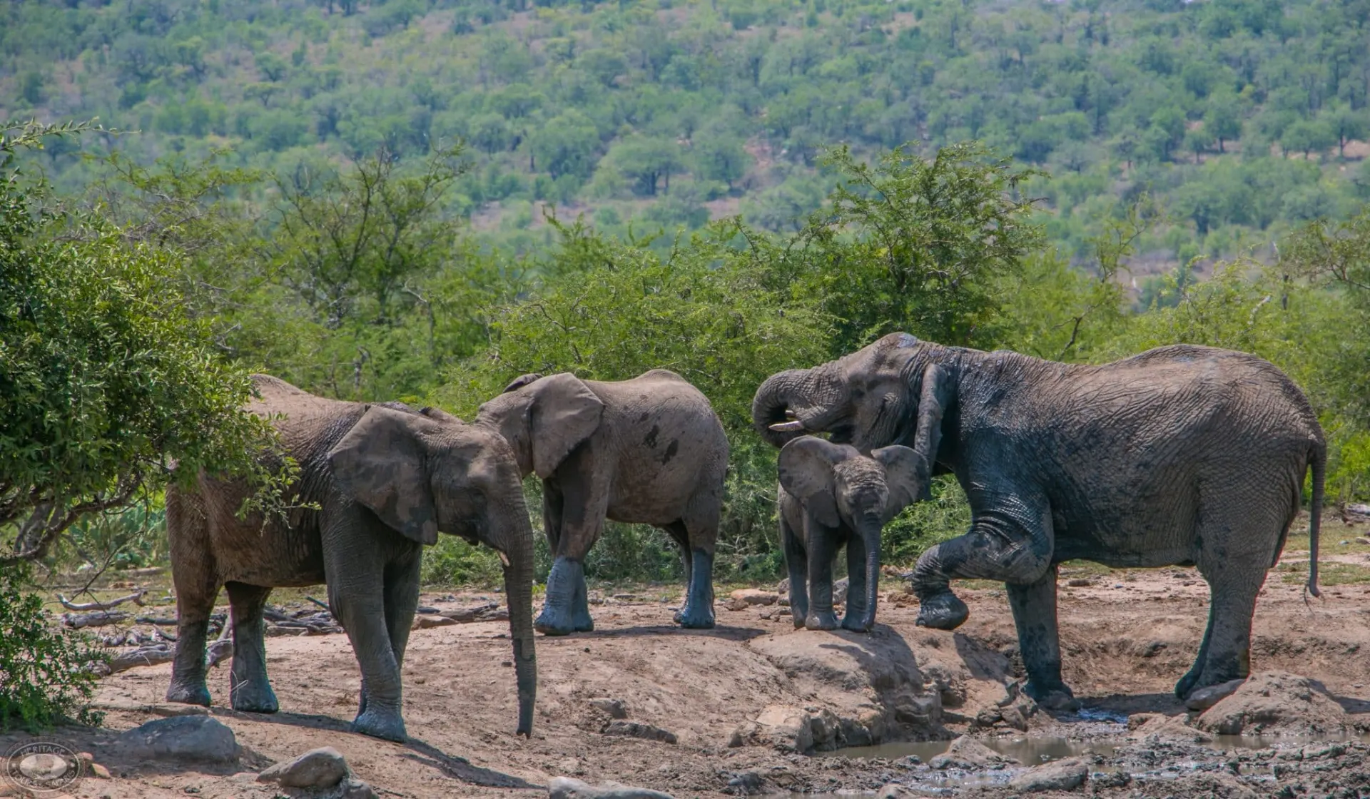 9-day South Africa Madikwe package in Pilanesberg National Park on South African Safaris