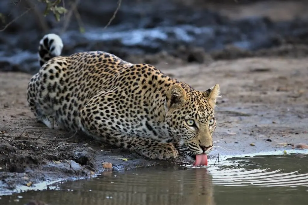 8-day Kruger National Park tour focus across Sabi Sand Game Reserve On South Africa Safari