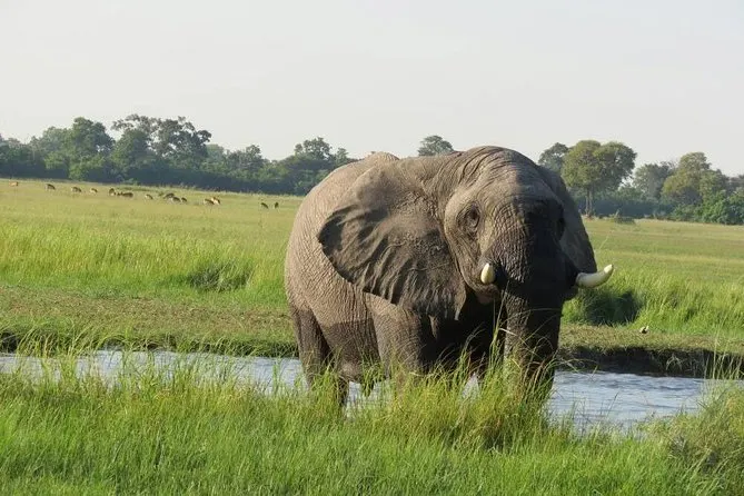 6-day beach and safari Chobe National Park Botswana Safari in Moremi Game Reserve