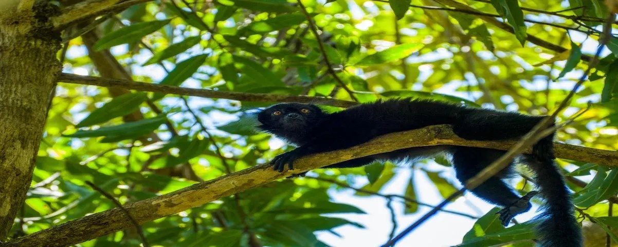 10-day safari Nosy Be focus across Madagascar Tour safaris Guided time in Avenue of the Baobabs