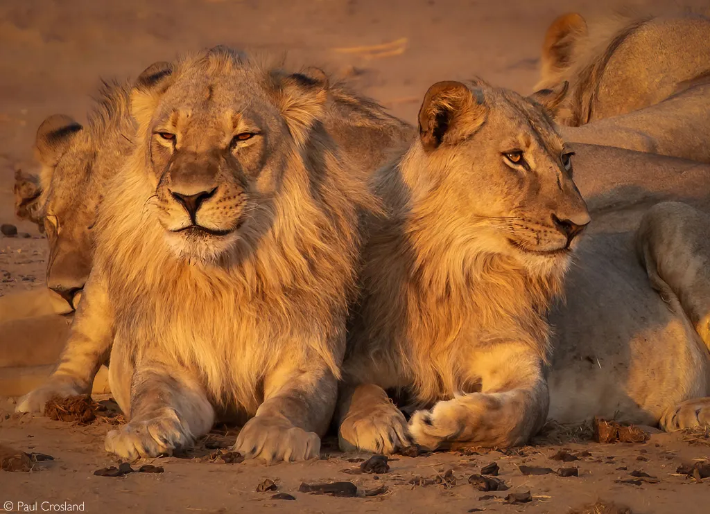 10-day safari Victoria Falls on Best Zimbabwe safari and Guided time in Lake Kariba