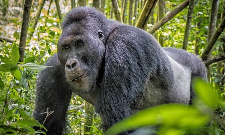 10-day Mikeno safari focus across Kahuzi-Biega National Park On Safari Tour Dr Congo
