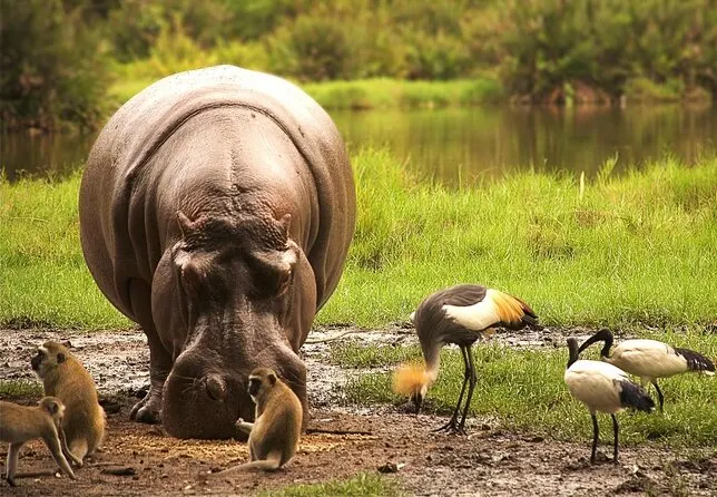 8-day chimpanzee trekking and Kilifi Kenya Safaris Packages  
