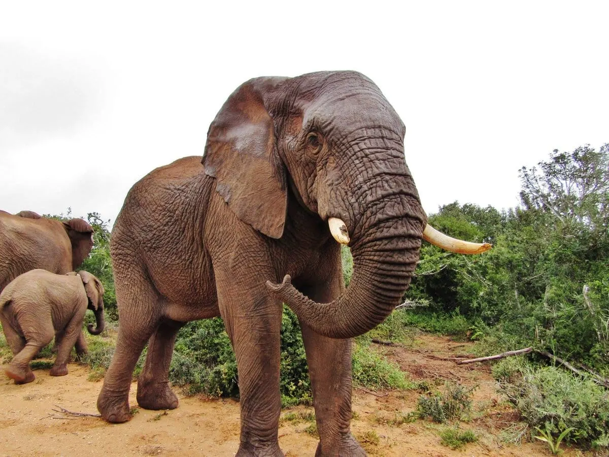 10-day South Africa Safari In Addo Elephant Park  focus across  in Table Mountain National Park