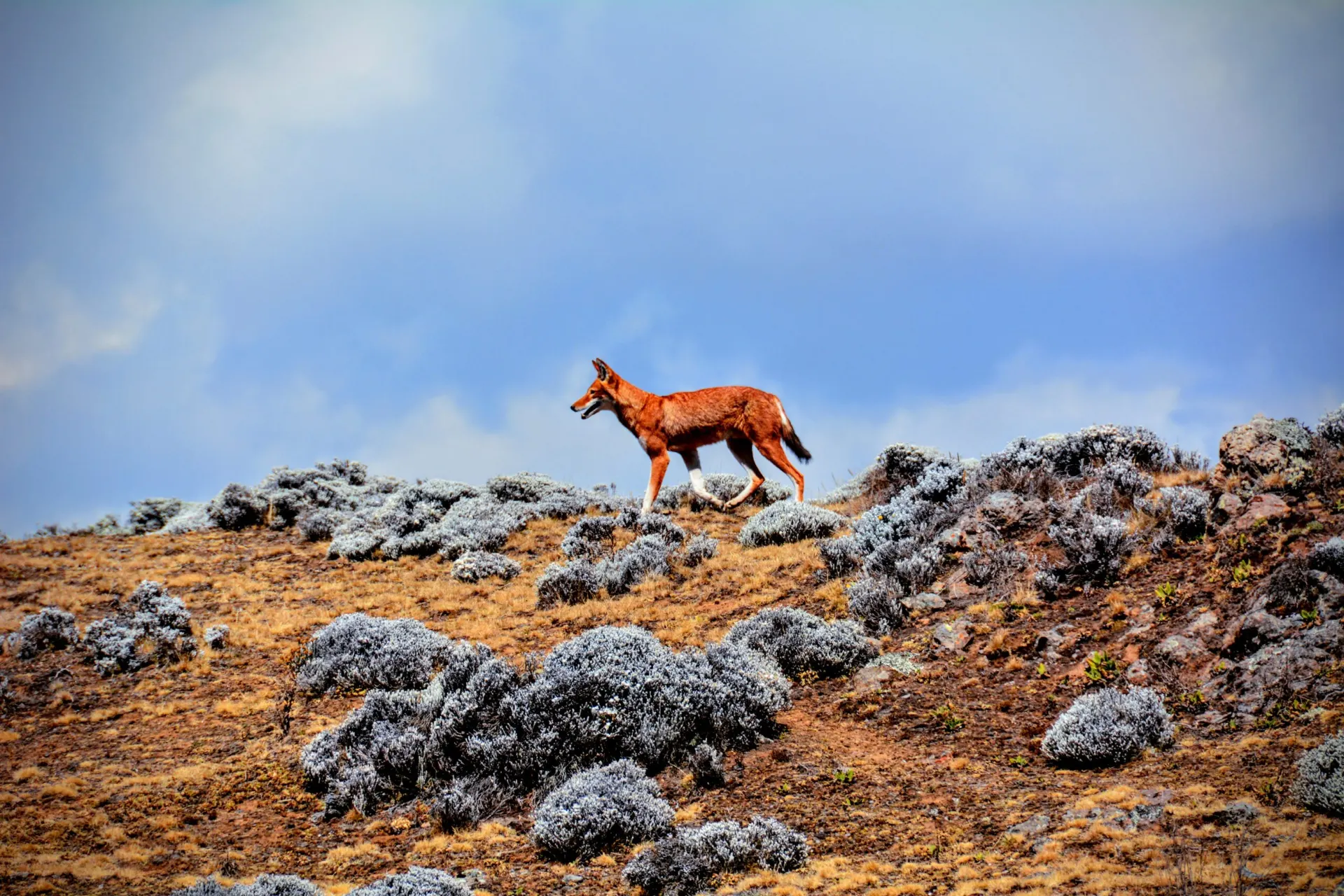 10-day night drive Lake Tana Safari Ethiopia focus across Bale Mountains National Park