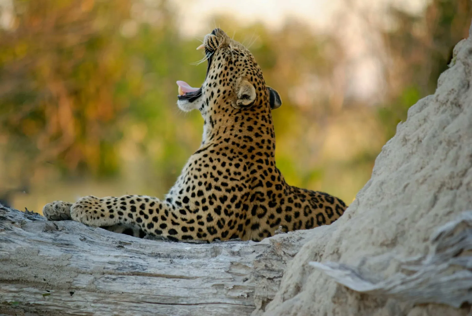 7-day Tofo night drive On Mozambique Tour safaris in Gorongosa National Park