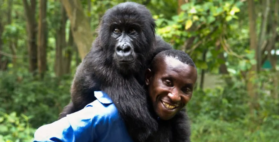 8-day Mikeno price focus across  Nyiragongo volcano zone On Dr Congo Safari Tour