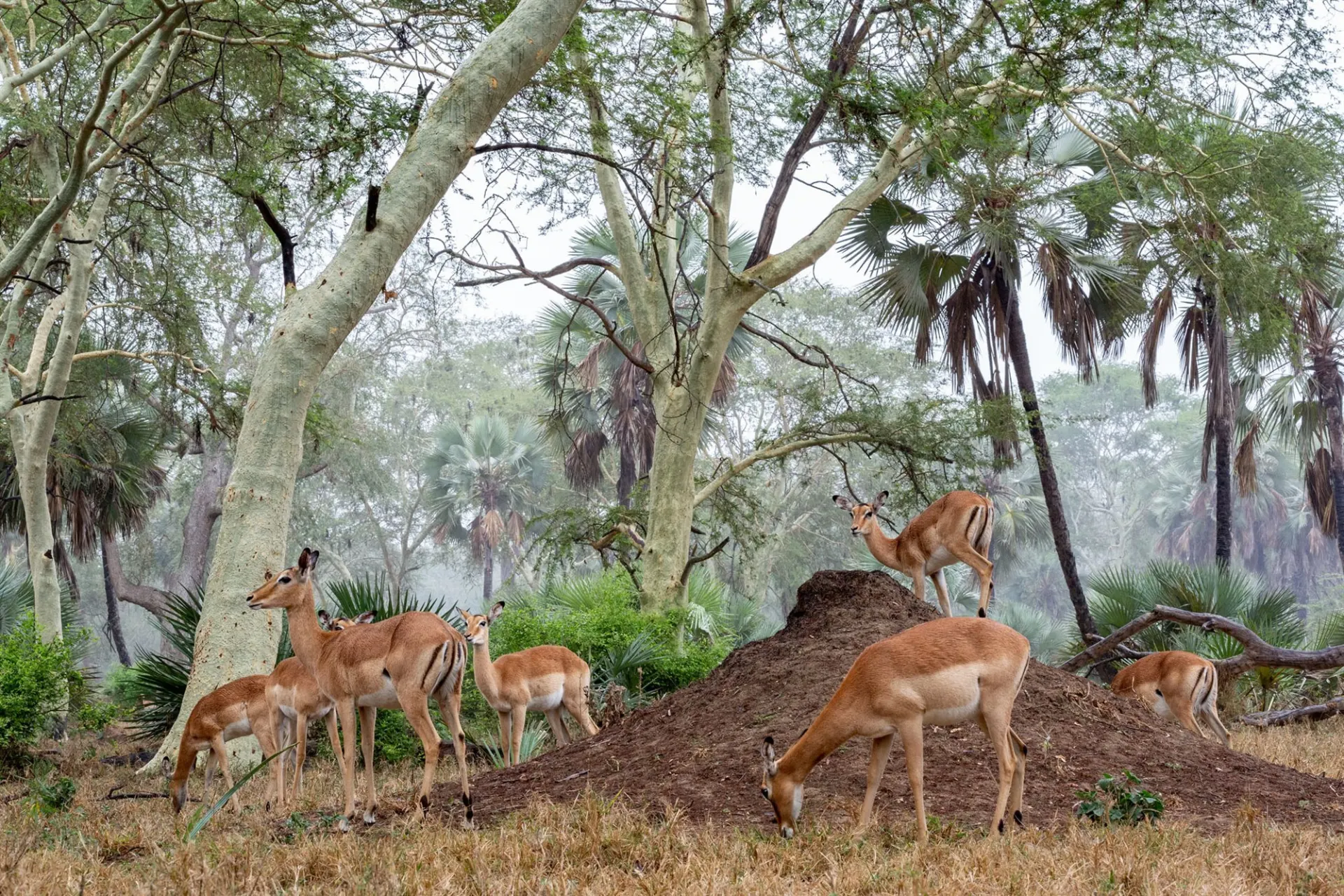 6-day Tofo safaris focus across Mozambique Safari Tours in Bazaruto Archipelago