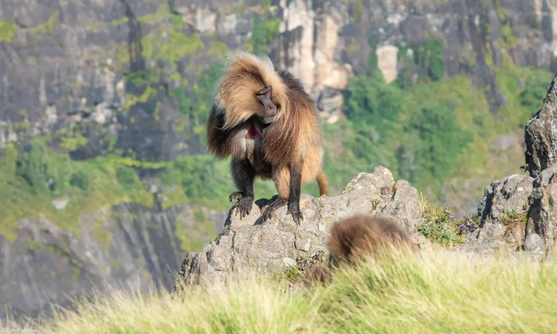 7-day Gondar Ethiopia safari focus across Bale Mountains National Park
