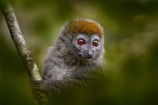 7-day Madagascar Avenue of the Baobabs Madagascar Safari Tours  