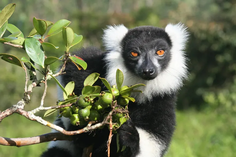 6-day Madagascar Isalo from uk On Madagascar Safari Tour in Andasibe-Mantadia