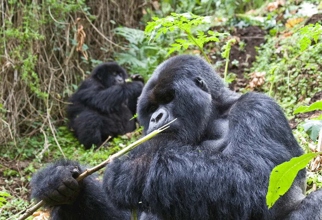 9 Day Tailor-Made Gorilla Trekking in Volcanoes