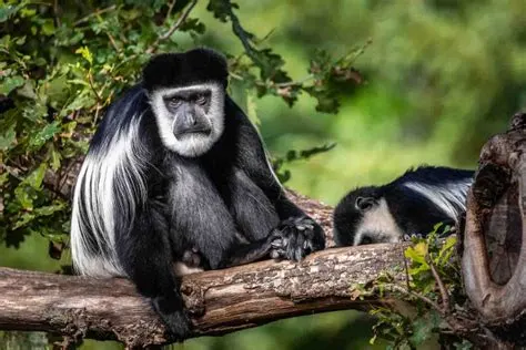 7-day Axum holiday focus across Ethiopia Guided time in Omo Valley On Ethiopia Safaris