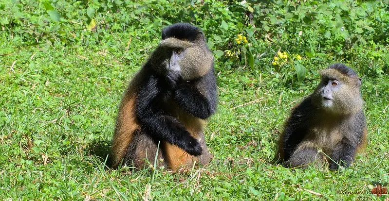 8-day DR Congo Mikeno holiday focus across  Kahuzi-Biega National Park On Safari Tour Dr Congo