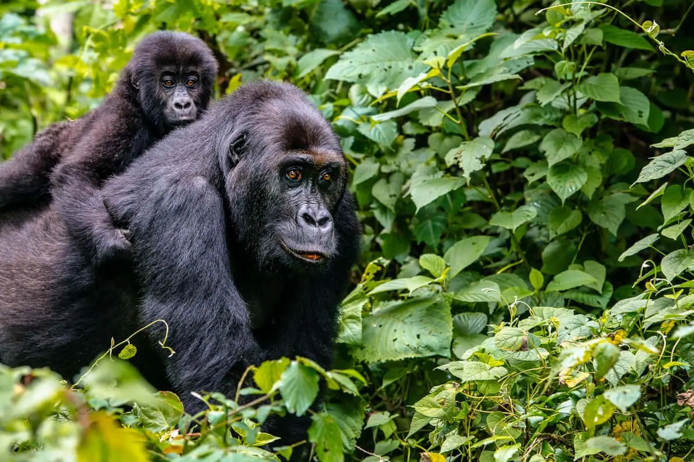 1-day Rumangabo safari focus across Virunga National Park On Dr Congo Safaris