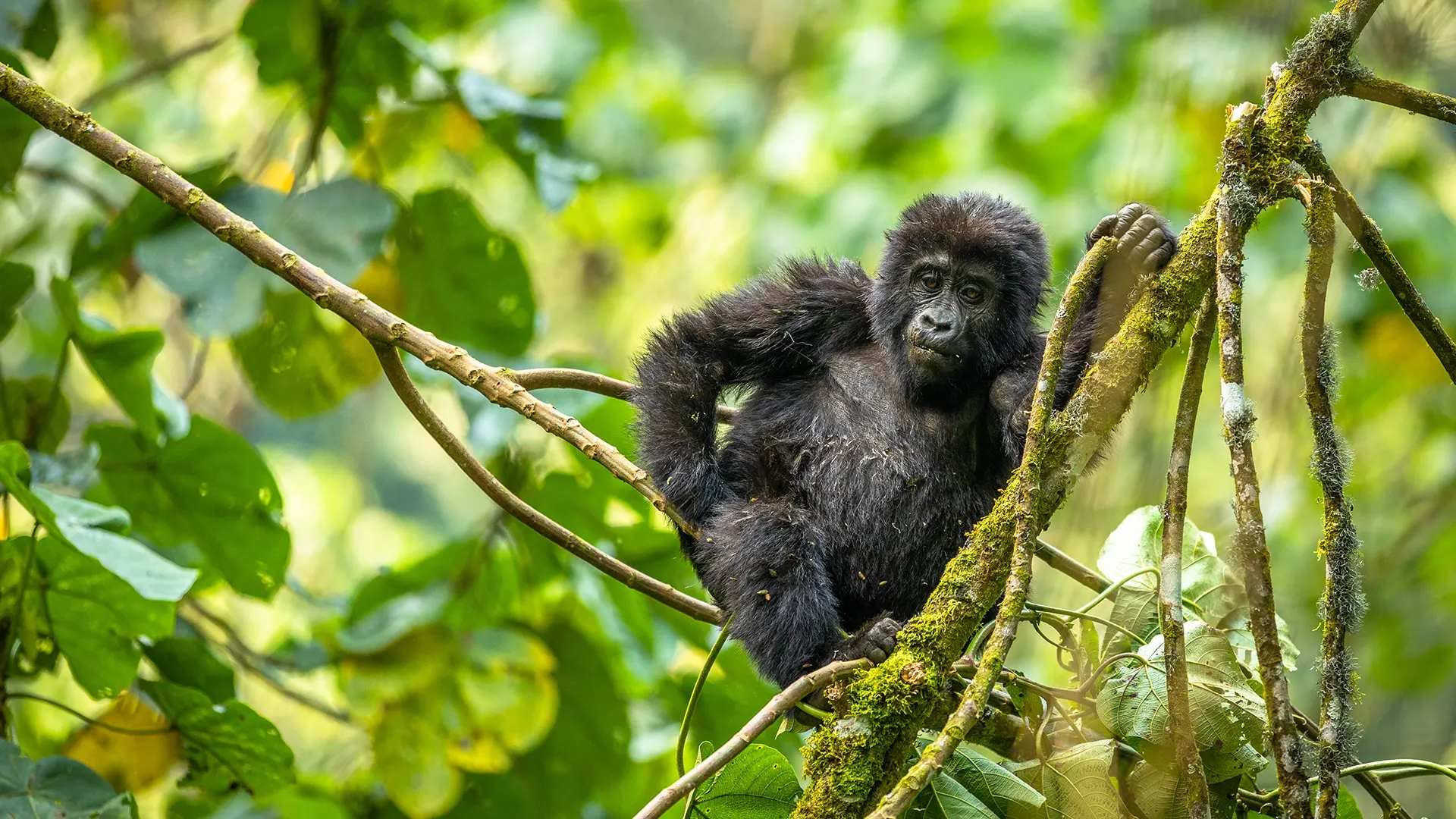 8-day best luxury gorilla safari in Uganda focus across Uganda Guided time in Kidepo Valley National Park