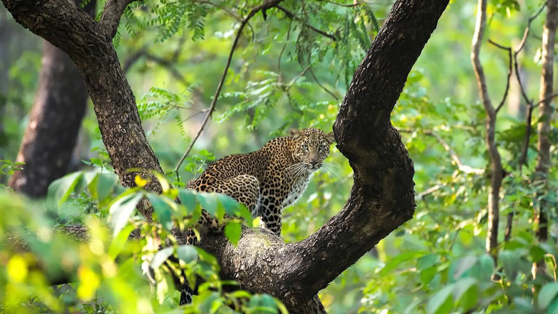 7-day Maputo packages On Best Mozambique Tour Safaris in Quirimbas National Park