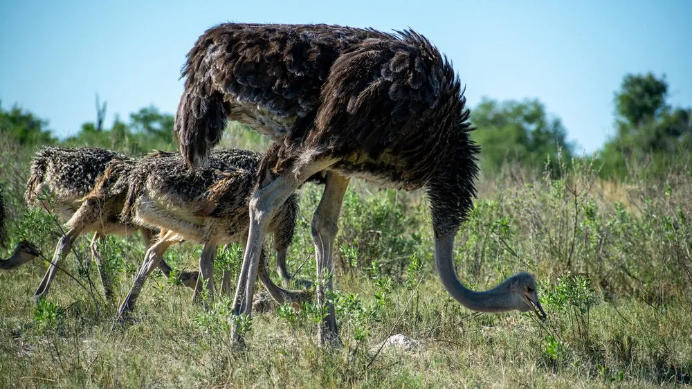 7-day Central Kalahari package on Botswana Safaris in Moremi Game Reserve