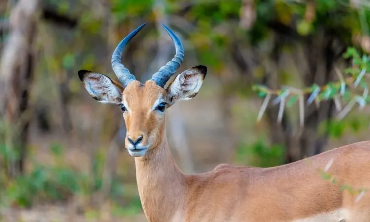 7-day safari Matobo Hills Zimbabwe Safari Tours focus across Matobo Hills