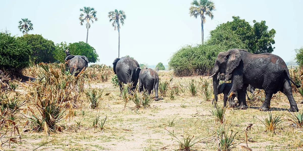 10-day Senga Bay Malawi Safari packages in Nyika National Park