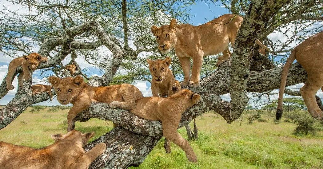 8-day canoe safari in Uganda focus across Uganda Guided time in Queen Elizabeth National Park