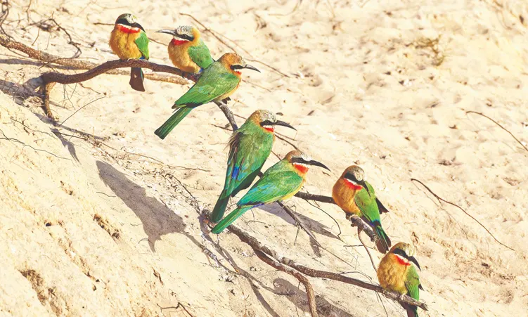9-day Bwabwata birding safari  in Skeleton Coast On Namibia Safari Tours