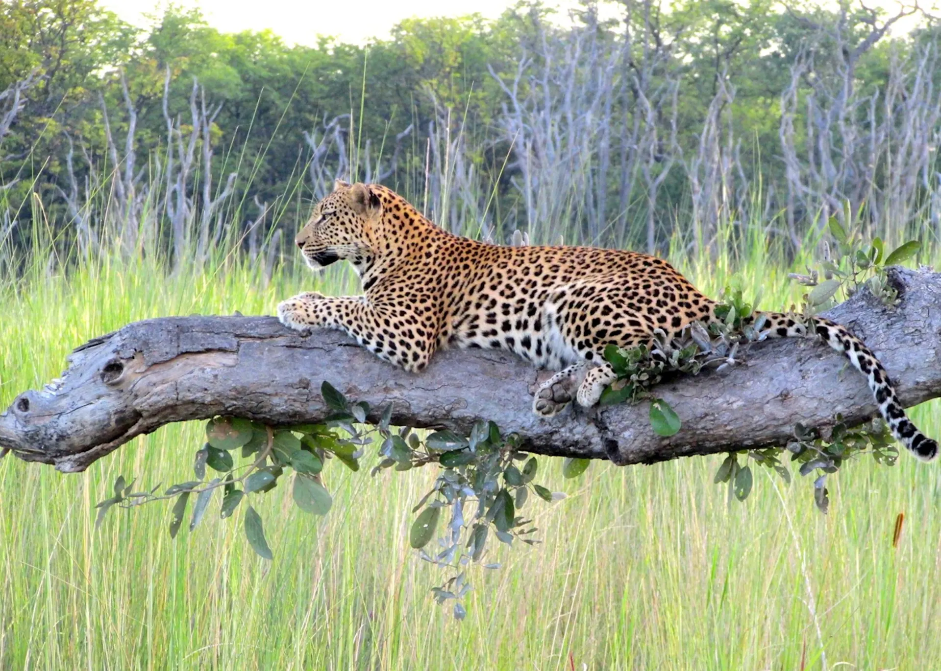 10-day Khwai birding safari  in Moremi Game Reserve On Botswana Safaris