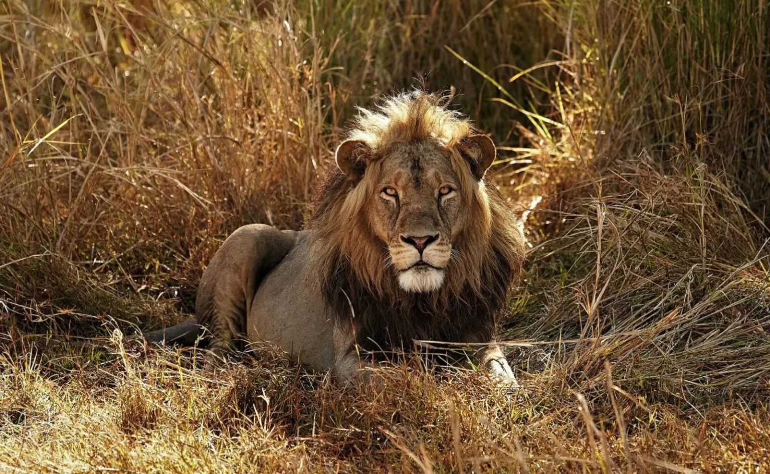 Zambia Wildlife Safaris safari category
