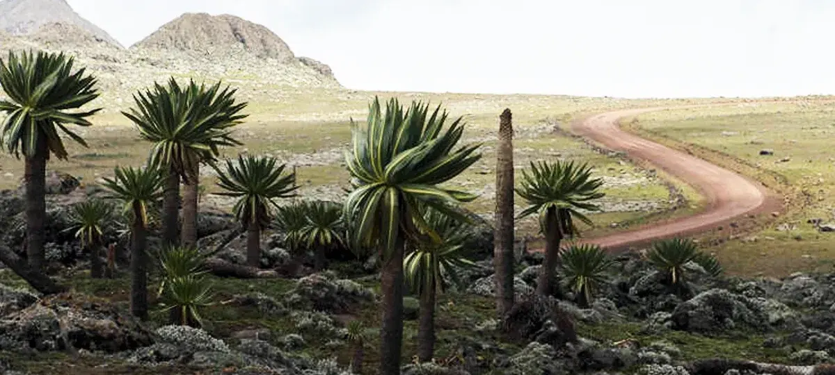 8-day Danakil Depression birding safari focus across Simien Mountains National Park