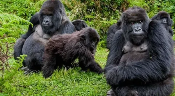 Uganda Safari Travel Tips: What First Time Visitors Need to Know